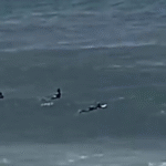 IMPRESSIONANTE: Mísseis quase atigem surfistas em Tel Aviv; VEJA VÍDEO