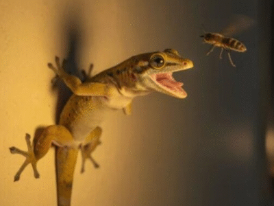 A ciência explica o que realmente significa quando lagartixas começam a aparecer com frequência na sua casa; VEJA