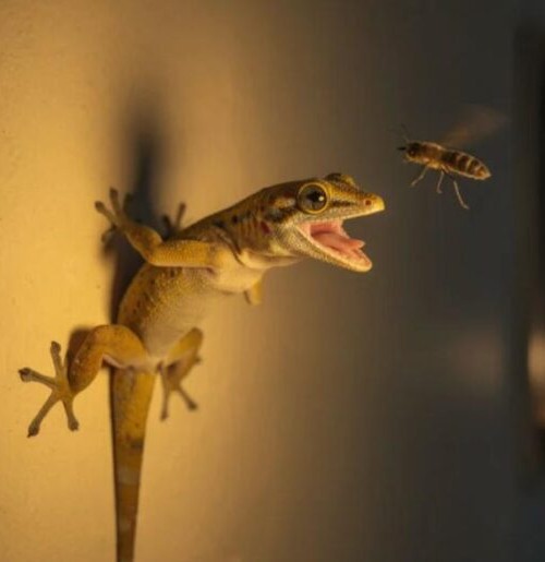 No momento, você está visualizando A ciência explica o que realmente significa quando lagartixas começam a aparecer com frequência na sua casa; VEJA