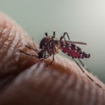 Alerta: paciente com doença renal crônica tem maior risco de ser hospitalizado e morrer ao contrair dengue, aponta estudo. Como Marília é cidade crítica, veja com seu médico sobre se vacinar