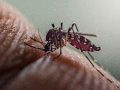 Alerta: paciente com doença renal crônica tem maior risco de ser hospitalizado e morrer ao contrair dengue, aponta estudo. Como Marília é cidade crítica, veja com seu médico sobre se vacinar