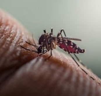 No momento, você está visualizando Alerta: paciente com doença renal crônica tem maior risco de ser hospitalizado e morrer ao contrair dengue, aponta estudo. Como Marília é cidade crítica, veja com seu médico sobre se vacinar