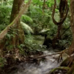 Tropas do Exército brasileiro são atacadas por traficantes na fronteira entre Brasil e Colômbia; SAIBA MAIS