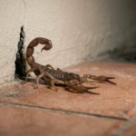 Veja 4 erros comuns que podem estar atraindo escorpiões para dentro da sua casa sem você perceber