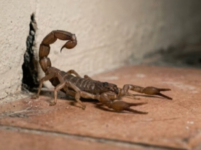 Veja 4 erros comuns que podem estar atraindo escorpiões para dentro da sua casa sem você perceber