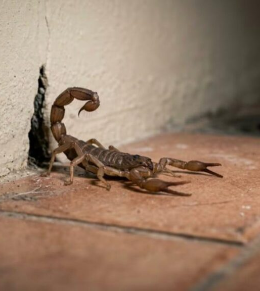 No momento, você está visualizando Veja 4 erros comuns que podem estar atraindo escorpiões para dentro da sua casa sem você perceber