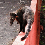 Presença de quatis no Bosque Municipal de Marília acende alerta para conscientização. Animais silvestres são atraídos por alimento e também têm sido vítimas de maus-tratos na região