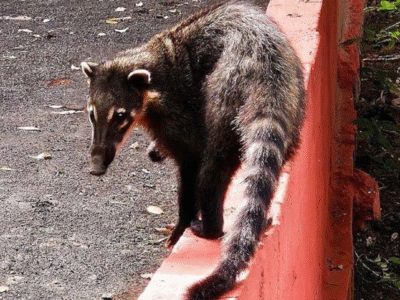Presença de quatis no Bosque Municipal de Marília acende alerta para conscientização. Animais silvestres são atraídos por alimento e também têm sido vítimas de maus-tratos na região