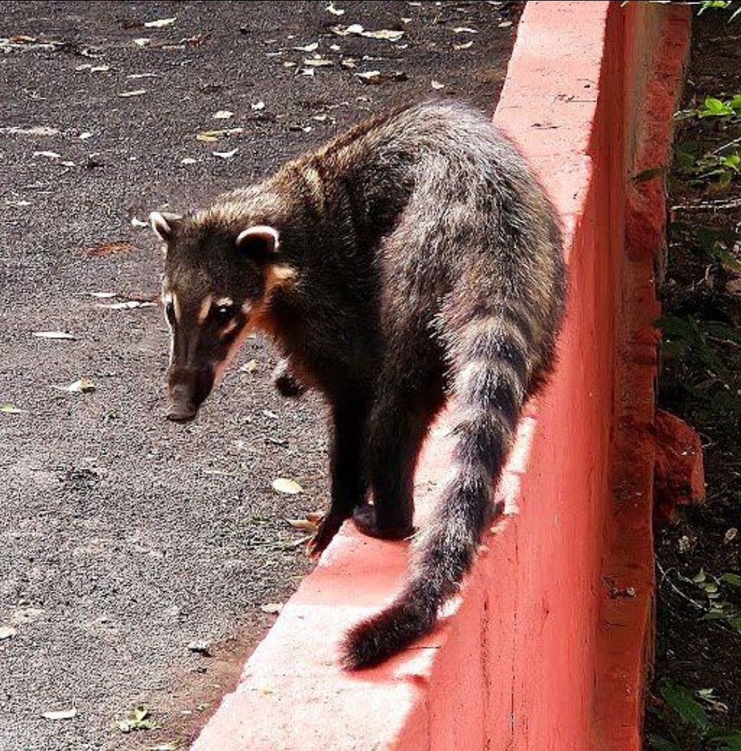 No momento, você está visualizando Presença de quatis no Bosque Municipal de Marília acende alerta para conscientização. Animais silvestres são atraídos por alimento e também têm sido vítimas de maus-tratos na região