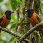 NUNCA VISTO: Primeira espécie de ave registrada como venenosa é revelada e desafia tudo que muita gente sabia sobre pássaros; VEJA