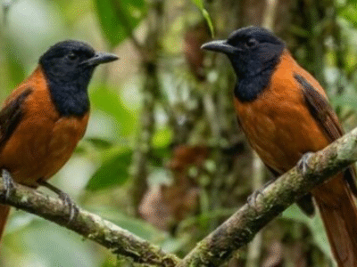 NUNCA VISTO: Primeira espécie de ave registrada como venenosa é revelada e desafia tudo que muita gente sabia sobre pássaros; VEJA