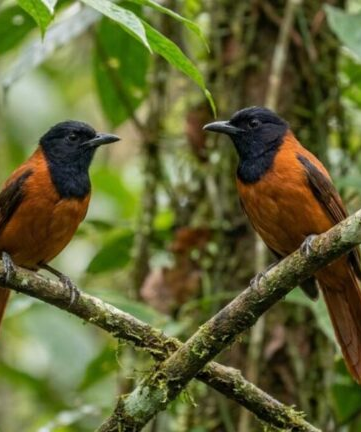 No momento, você está visualizando NUNCA VISTO: Primeira espécie de ave registrada como venenosa é revelada e desafia tudo que muita gente sabia sobre pássaros; VEJA