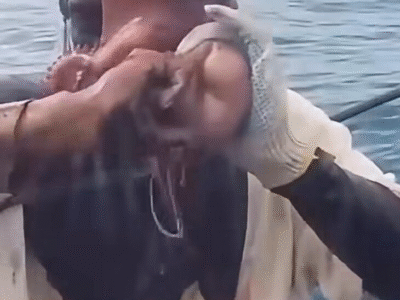 SUFOCANTE: pescador é atacado por polvo em alto mar; VEJA VÍDEO
