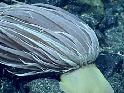 Objeto misterioso no fundo do mar é finalmente identificado;