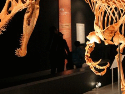 Alemanha devolve ao Brasil fóssil de dinossauro roubado há 30 anos; VEJA DETALHES: