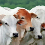 PARCEIROS? Exportação de carne bovina do Brasil deve cair após China impor tarifa de 55% sobre produto; VEJA