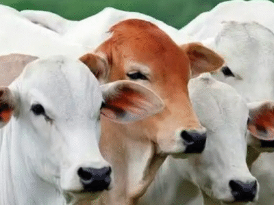 PARCEIROS? Exportação de carne bovina do Brasil deve cair após China impor tarifa de 55% sobre produto; VEJA