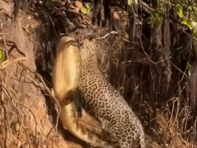 FASCINANTE: Imagens mostram onça pintada tirando jacaré da água e cena impressionante viraliza; ASSISTA VÍDEO