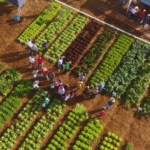 O segredo da cidade brasileira de 10 mil habitantes que alimenta o Brasil por 12 dias no ano
