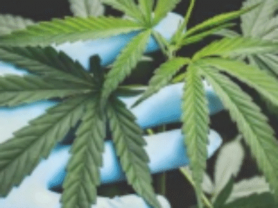Anvisa afrouxa regras para prescrição de Cannabis no Brasil; VEJA