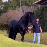 Gusttavo Lima doa cavalo da raça Friesian para leiloar em favor hospital do Amor de Barretos; VEJA VÍDEO
