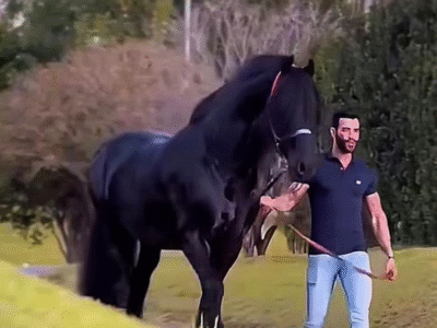 Gusttavo Lima doa cavalo da raça Friesian para leiloar em favor hospital do Amor de Barretos; VEJA VÍDEO