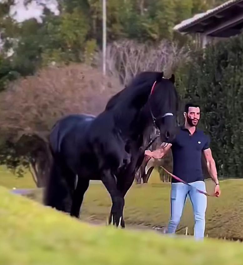 No momento, você está visualizando Gusttavo Lima doa cavalo da raça Friesian para leiloar em favor hospital do Amor de Barretos; VEJA VÍDEO