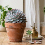 Como fazer mudas de suculentas para multiplicar suas plantas sem gastar muito dinheiro
