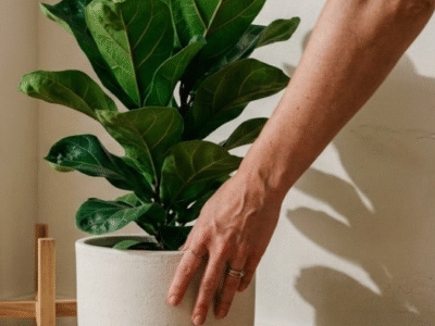 O truque verde que deixa qualquer sala mais sofisticada e acolhedora
