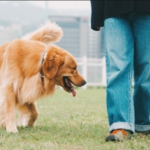 Pets fazem tão bem quanto amigos e família, aponta estudo com milhares de famílias. Trabalho foi conduzido por pesquisadores no Reino Unido. Entenda