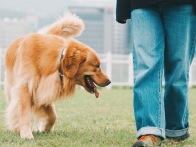 Pets fazem tão bem quanto amigos e família, aponta estudo com milhares de famílias. Trabalho foi conduzido por pesquisadores no Reino Unido. Entenda