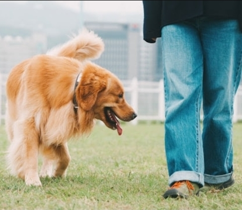 No momento, você está visualizando Pets fazem tão bem quanto amigos e família, aponta estudo com milhares de famílias. Trabalho foi conduzido por pesquisadores no Reino Unido. Entenda