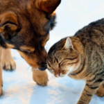 Microplásticos já contaminam rações para cães e gatos