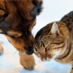 Alerta: microplásticos já contaminam rações para cães e gatos