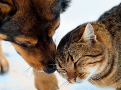 Alerta: microplásticos já contaminam rações para cães e gatos