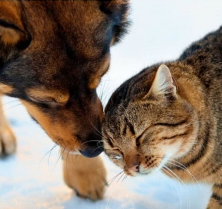 No momento, você está visualizando Alerta: microplásticos já contaminam rações para cães e gatos