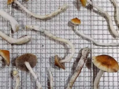Alzheimer: cientistas relatam caso de melhora de paciente de 80 anos após uso de substância do ‘cogumelo mágico;’ VEJA MAIS