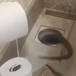 REENCONTRO INUSITADO: Silvia Abravanel encontra cobra de estimação após meses sumida dentro da própria casa; VEJA VÍDEO