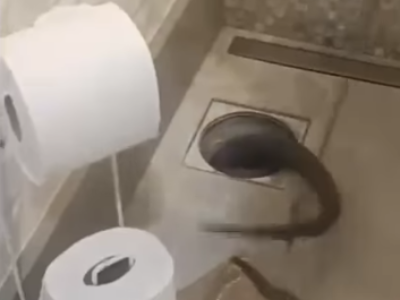 REENCONTRO INUSITADO: Silvia Abravanel encontra cobra de estimação após meses sumida dentro da própria casa; VEJA VÍDEO