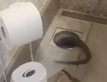 No momento, você está visualizando REENCONTRO INUSITADO: Silvia Abravanel encontra cobra de estimação após meses sumida dentro da própria casa; VEJA VÍDEO