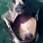 Baleia-franca surpreende ao ser flagrada ‘bocejando’ em cena impressionante no mar de SC