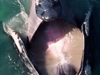 Baleia-franca surpreende ao ser flagrada ‘bocejando’ em cena impressionante no mar de SC
