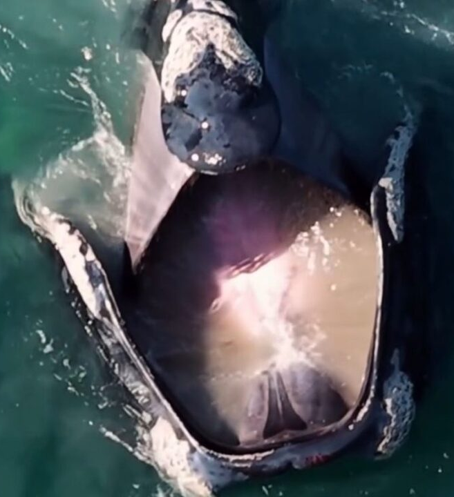 No momento, você está visualizando Baleia-franca surpreende ao ser flagrada ‘bocejando’ em cena impressionante no mar de SC