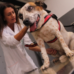 Orgulho e Tradição: Curso de Medicina Veterinária da Unimar Celebra Hoje 40 Anos de Excelência