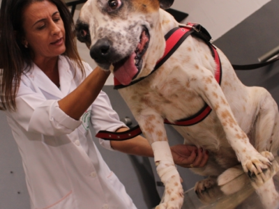 Orgulho e Tradição: Curso de Medicina Veterinária da Unimar Celebra Hoje 40 Anos de Excelência