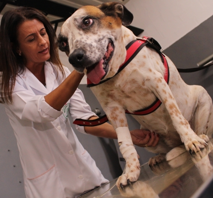 No momento, você está visualizando Orgulho e Tradição: Curso de Medicina Veterinária da Unimar Celebra Hoje 40 Anos de Excelência