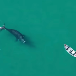 Vídeo : drone flagra baleia e filhote fazendo aproximação surpreendente de barco no RJ