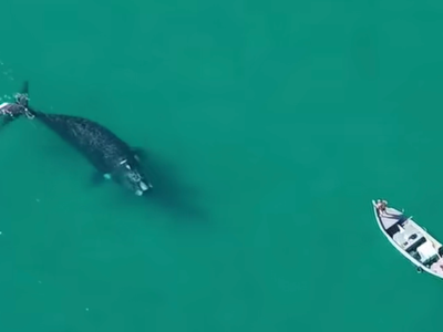 Vídeo : drone flagra baleia e filhote fazendo aproximação surpreendente de barco no RJ