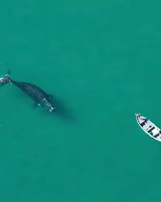 No momento, você está visualizando Vídeo : drone flagra baleia e filhote fazendo aproximação surpreendente de barco no RJ