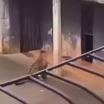 Cena impressionante: onça-pintada tem atitude inesperada e assusta visitantes em zoológico de Brasília; VEJA VÍDEO
